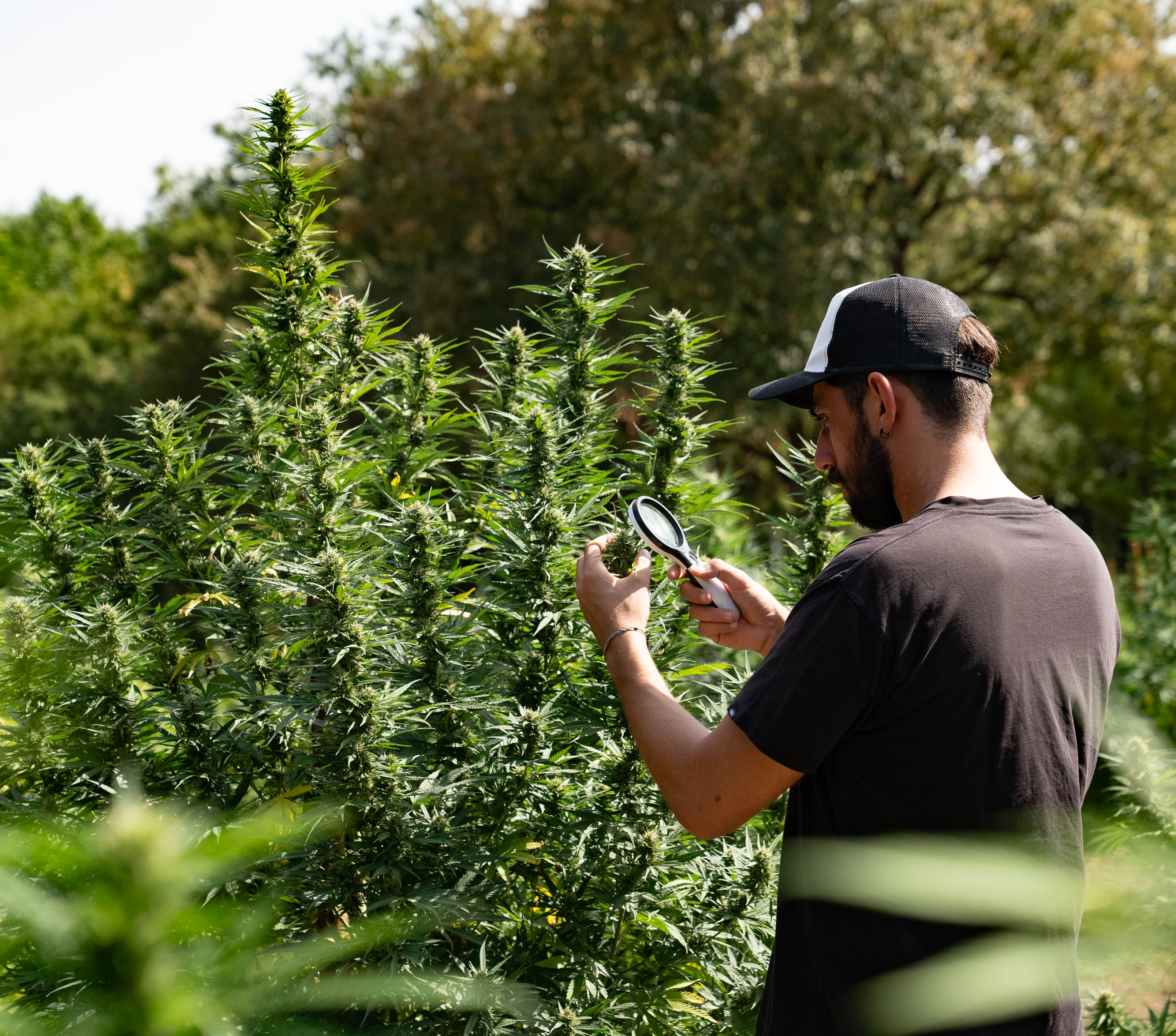 Analyse des fleurs de chanvre bio